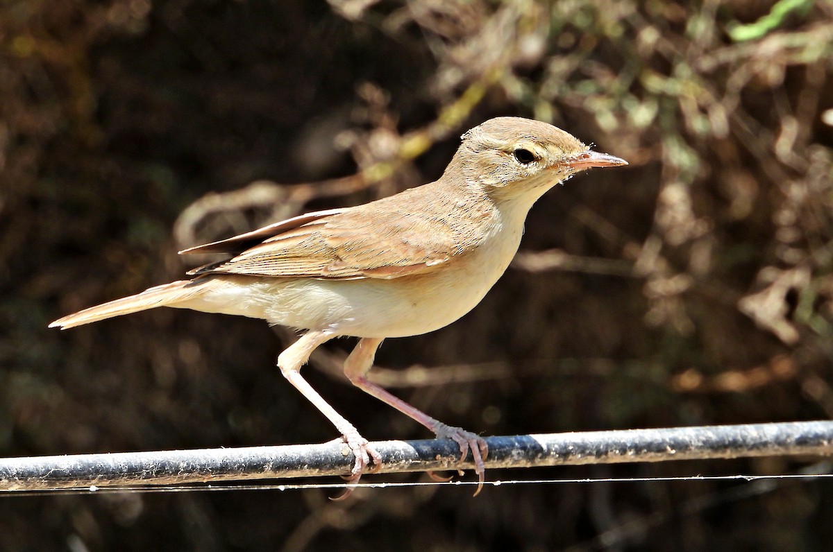 Booted Warbler - silverwing 123