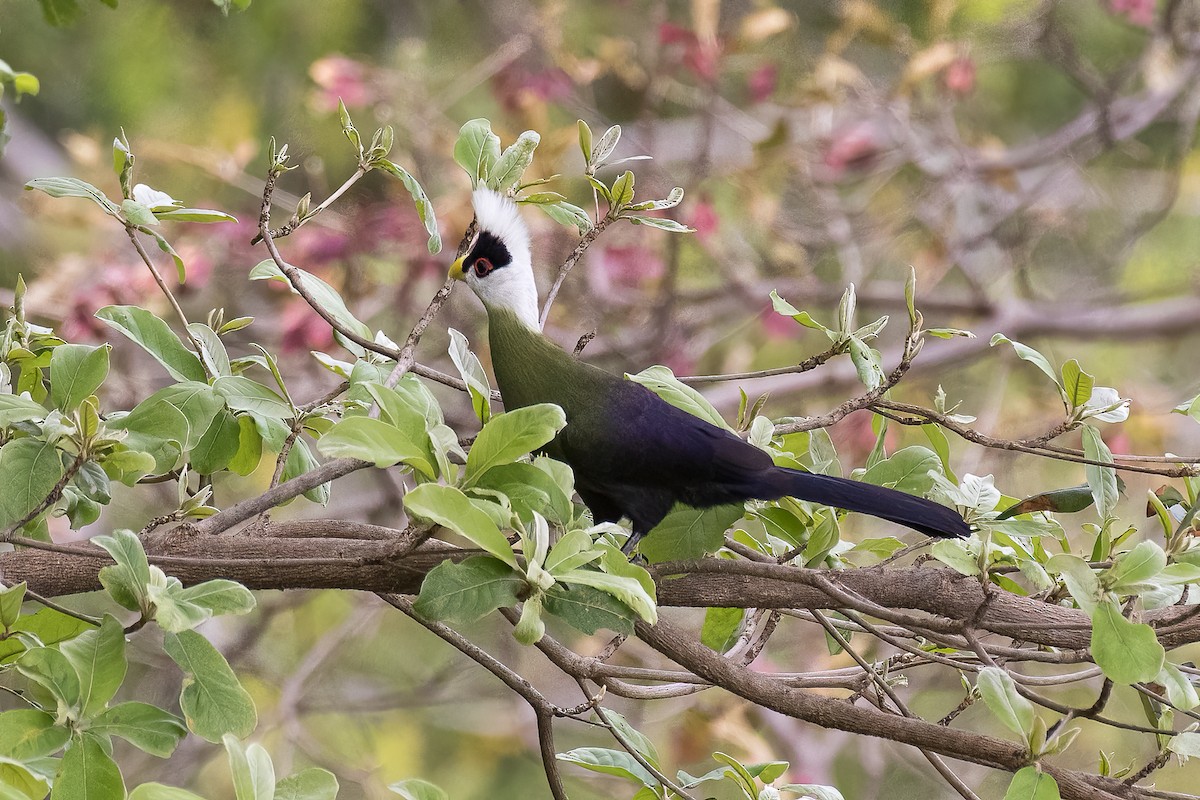 White-crested Turaco - ML606772431