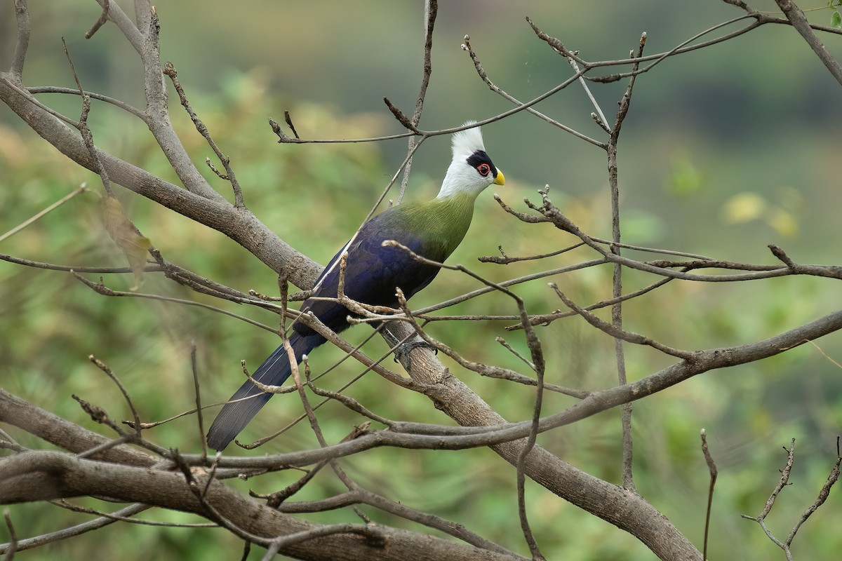White-crested Turaco - ML606772441