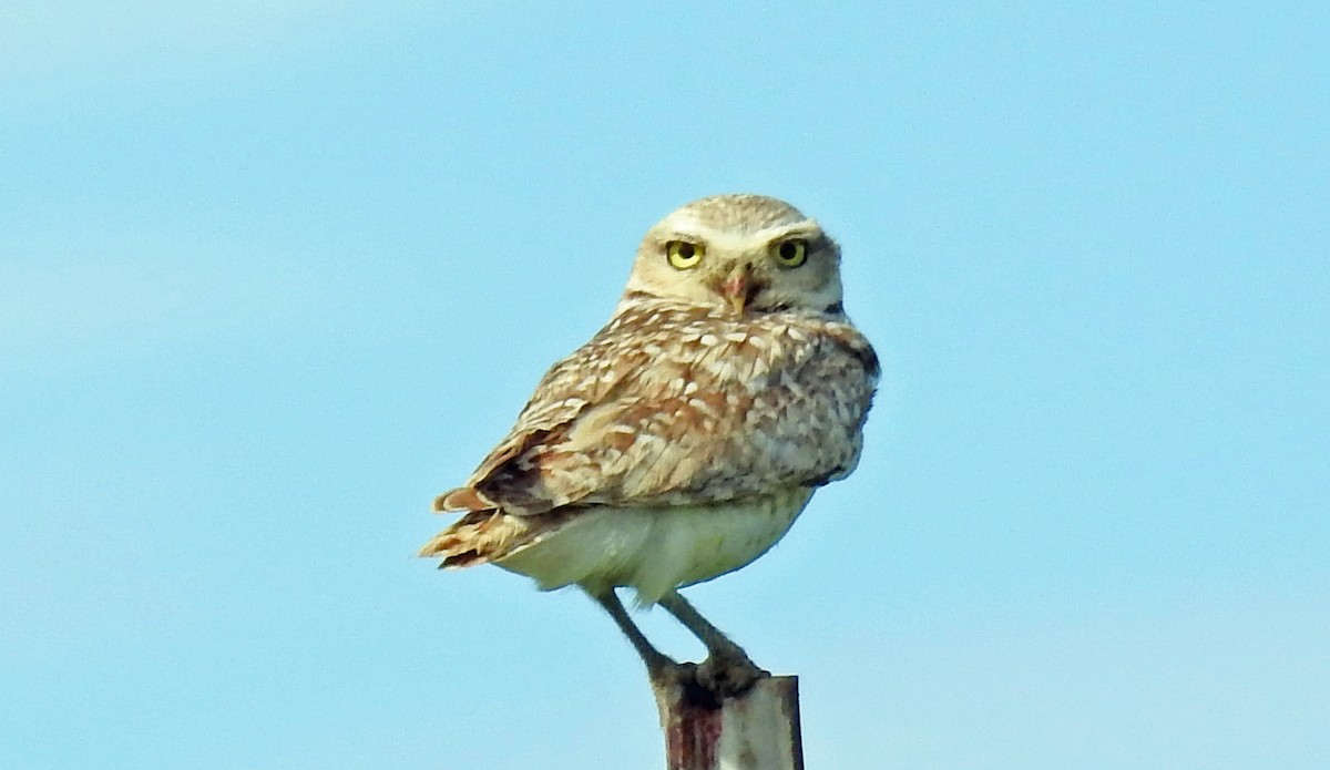 Burrowing Owl - Sharon Dewart-Hansen