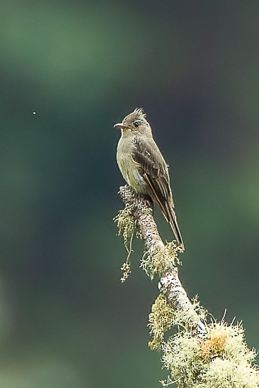 Greater Pewee (Mexican) - ML606776421