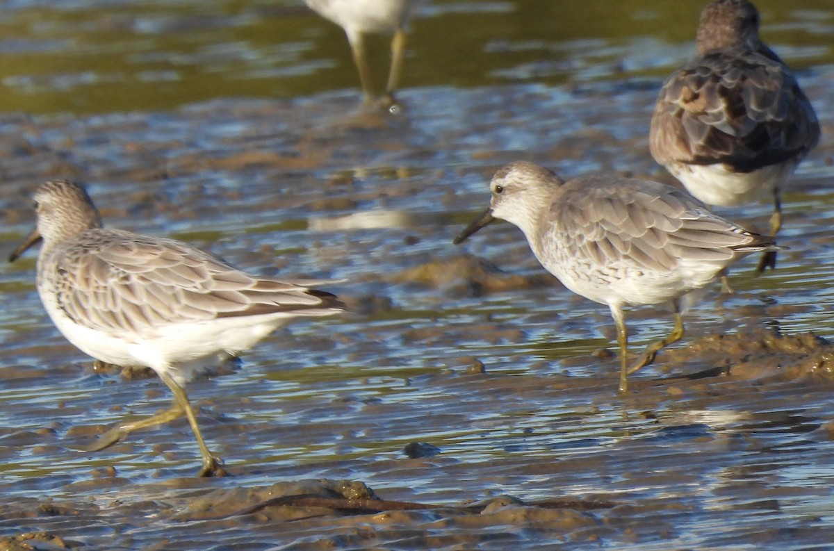 Great Knot - ML606778291