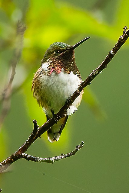 Bumblebee Hummingbird - ML606779591