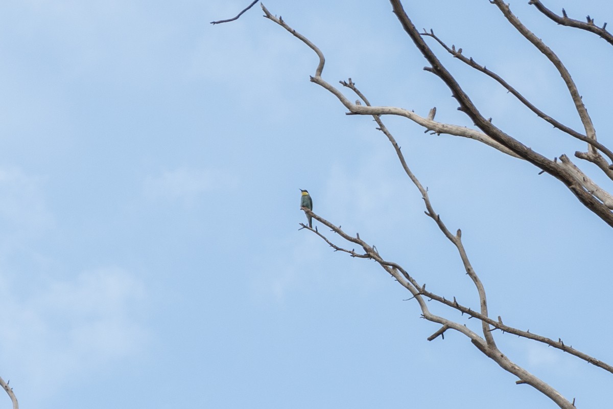 European Bee-eater - ML606780211