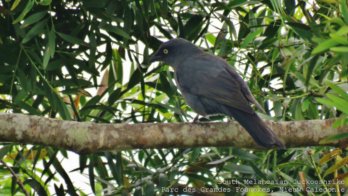 South Melanesian Cuckooshrike - ML606781531