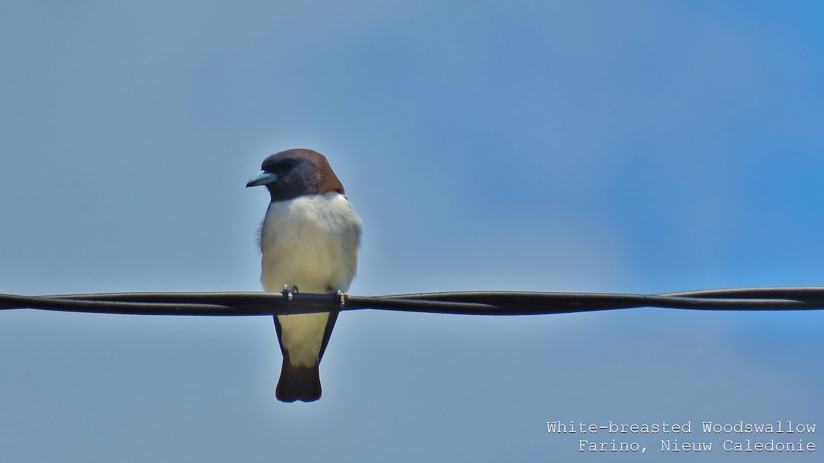 White-breasted Woodswallow - ML606781731
