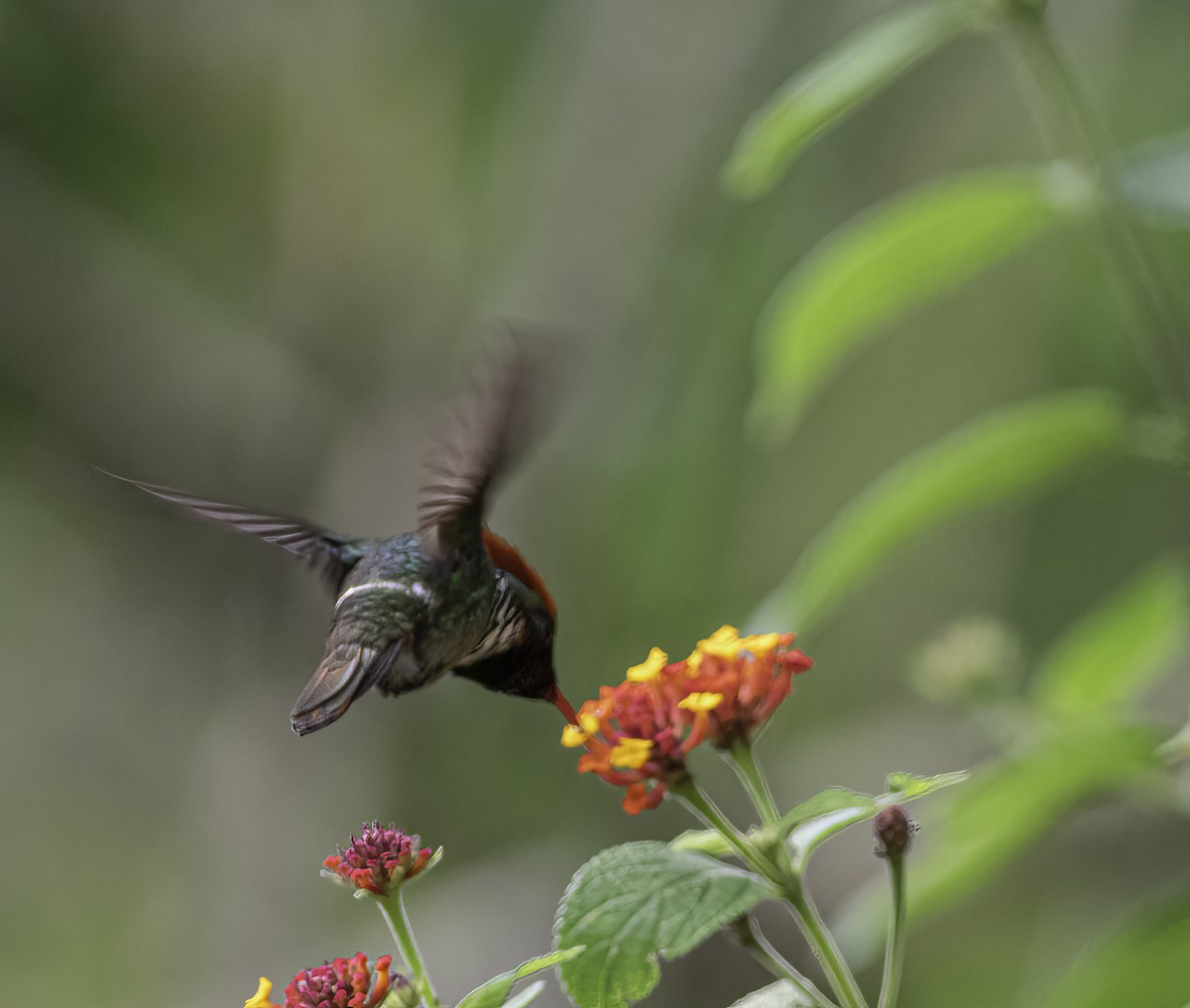 Frilled Coquette - ML606783681