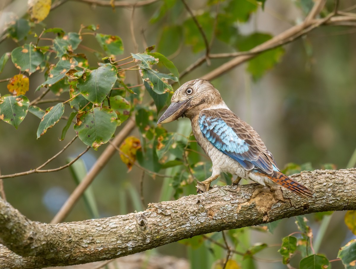 Blue-winged Kookaburra - Louise Summerhayes