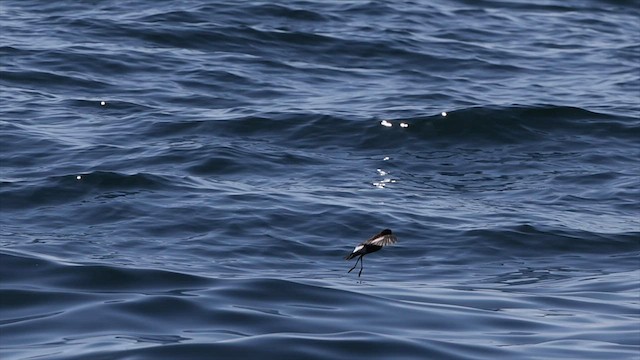 黃蹼洋海燕 - ML606787141