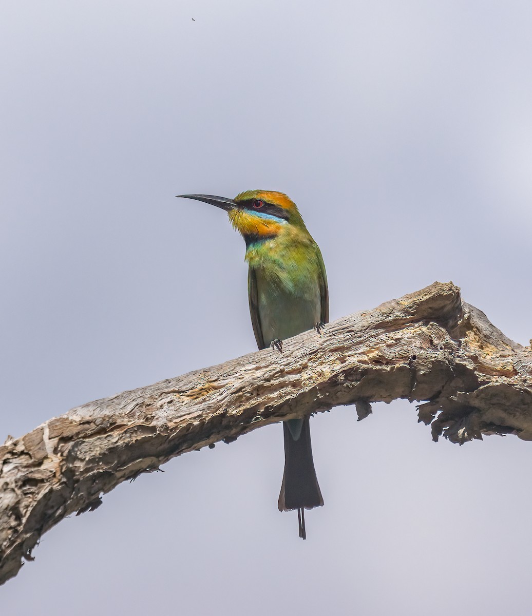 Rainbow Bee-eater - ML606788131