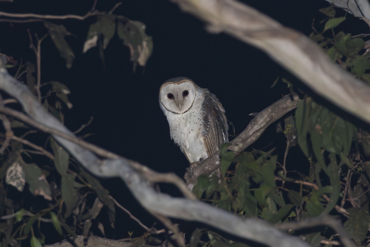 Barn Owl (Eastern) - Isaac Clarey