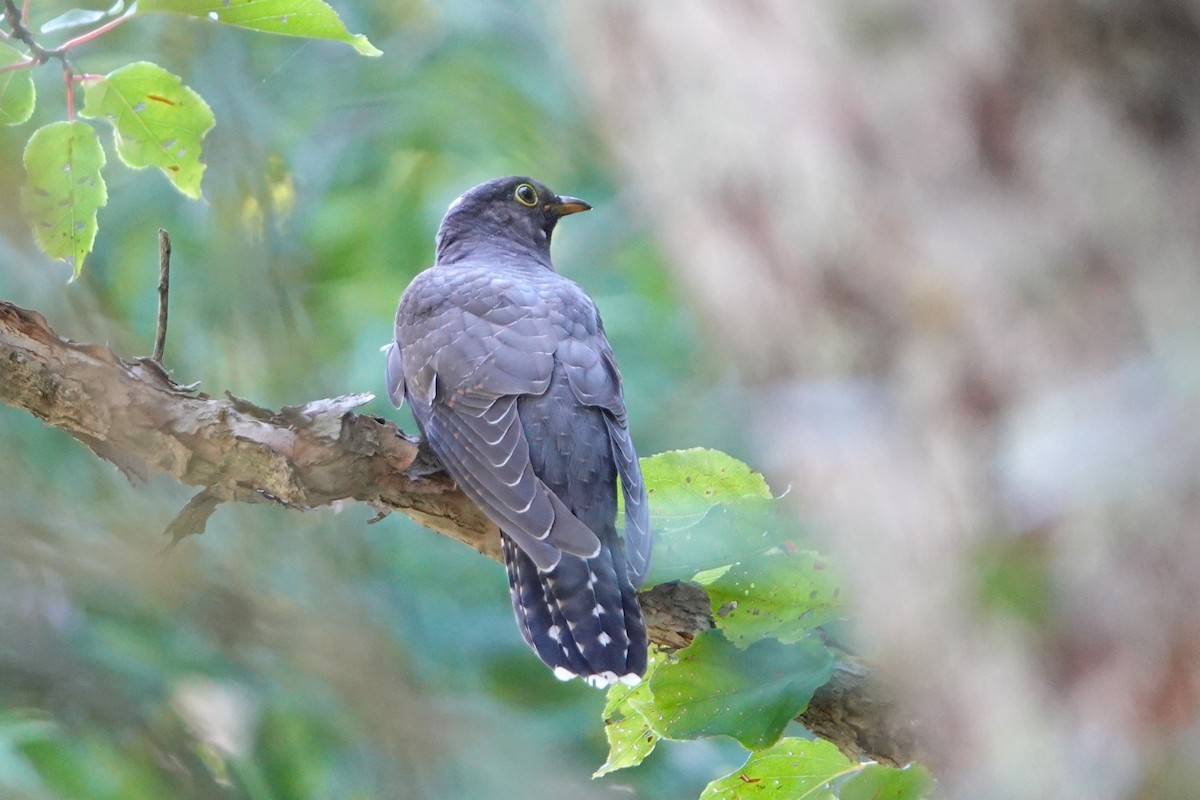 eBird Checklist - 25 Aug 2023 - 鶴居村--温根内ビジターセンター (Tsurui--Onnenai ...