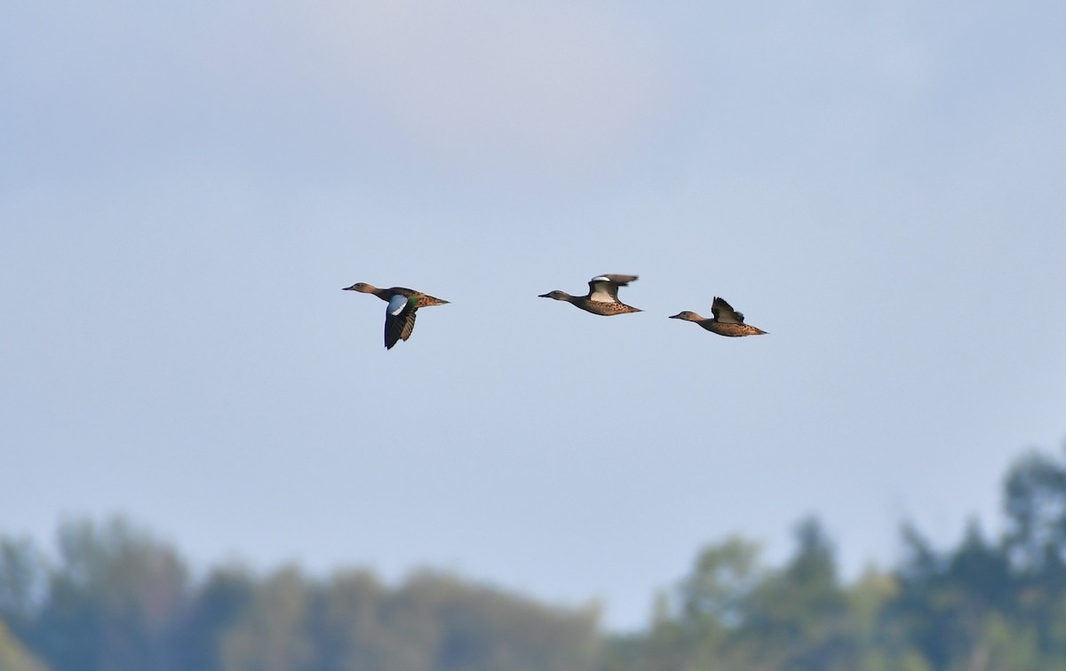 eBird Checklist 24 Aug 2023 BaieduFebvre (station d'épuration