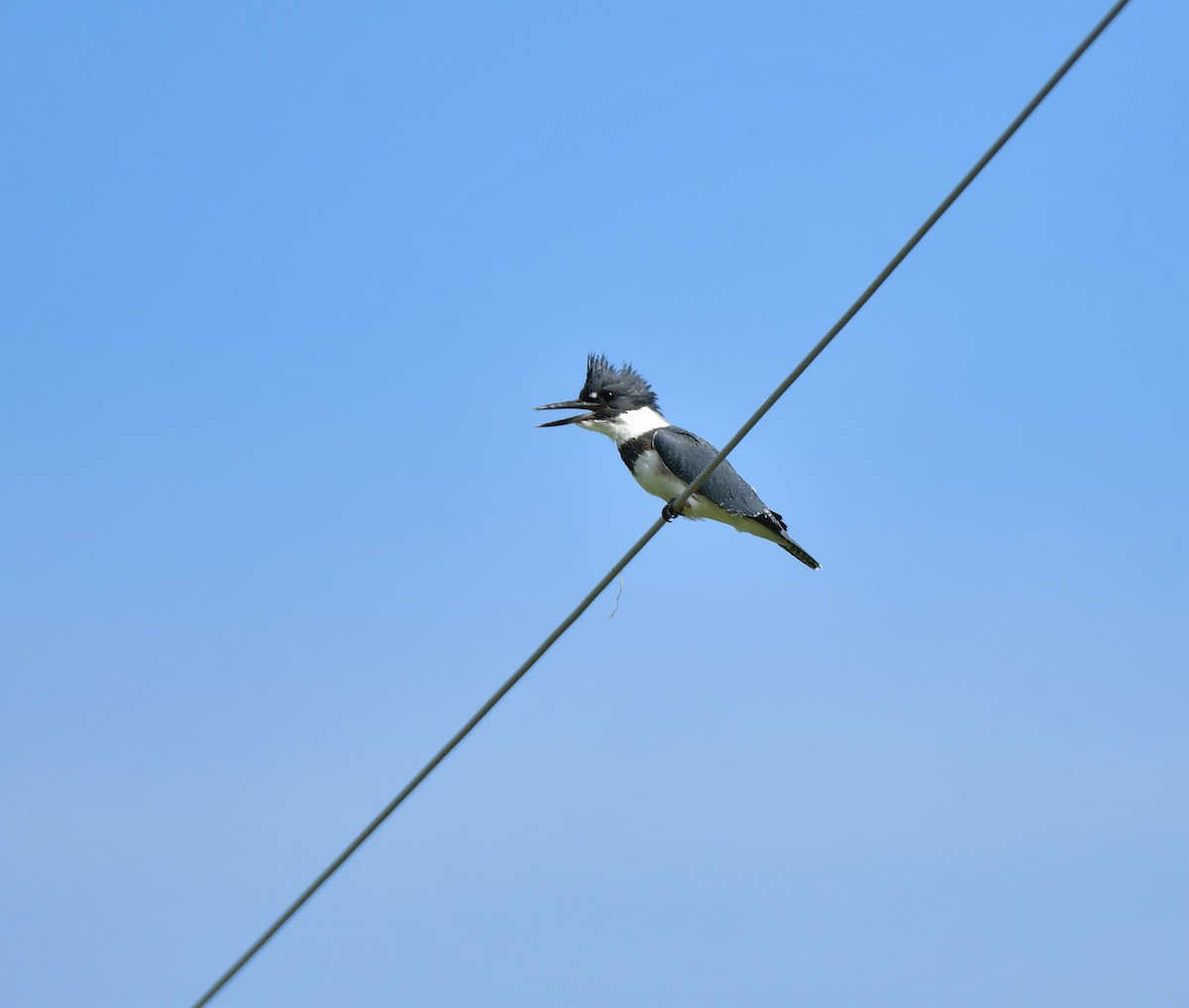 Belted Kingfisher - ML606791411