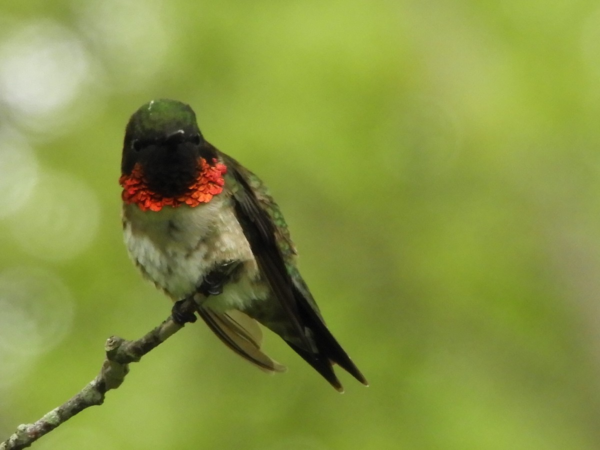 Ruby-throated Hummingbird - Bill Lee
