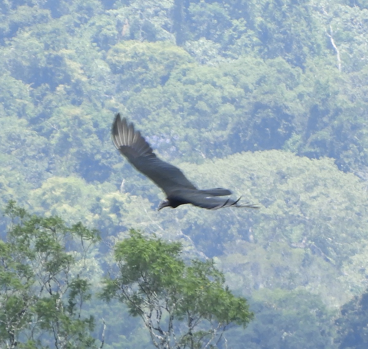 Black Vulture - Suhei Castro