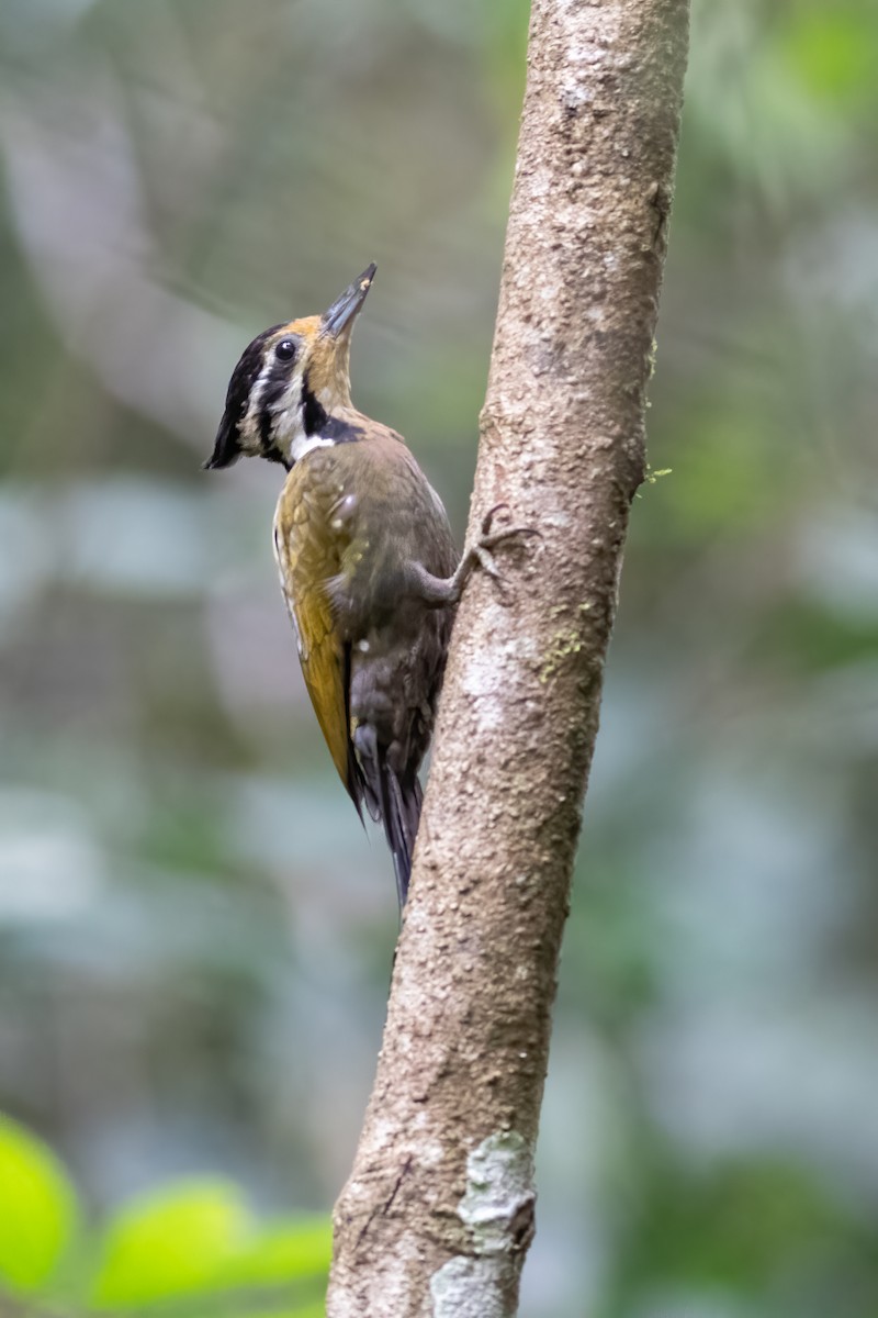Olive-backed Woodpecker - ML606799921