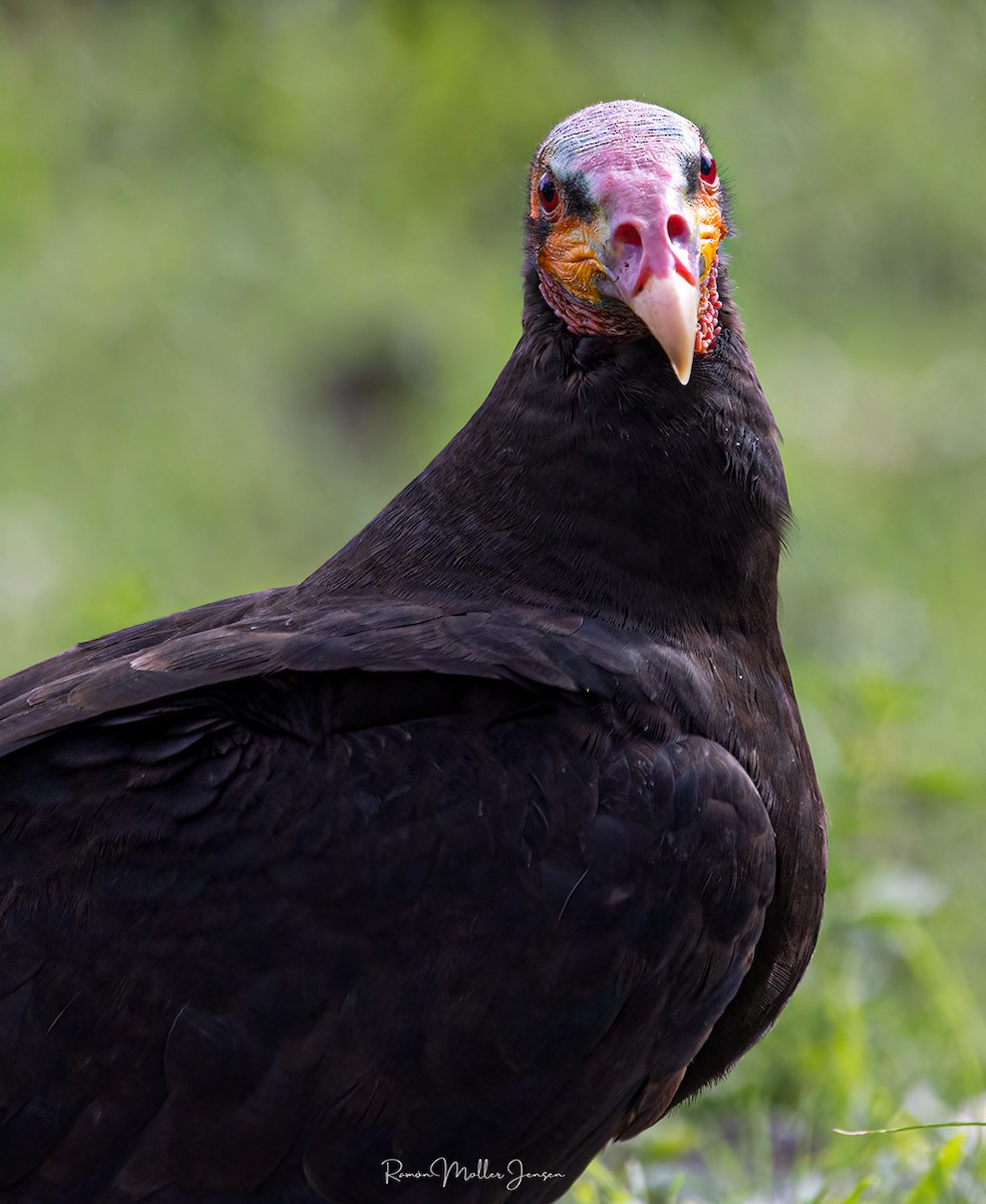 Greater Yellow-headed Vulture - ML606805061