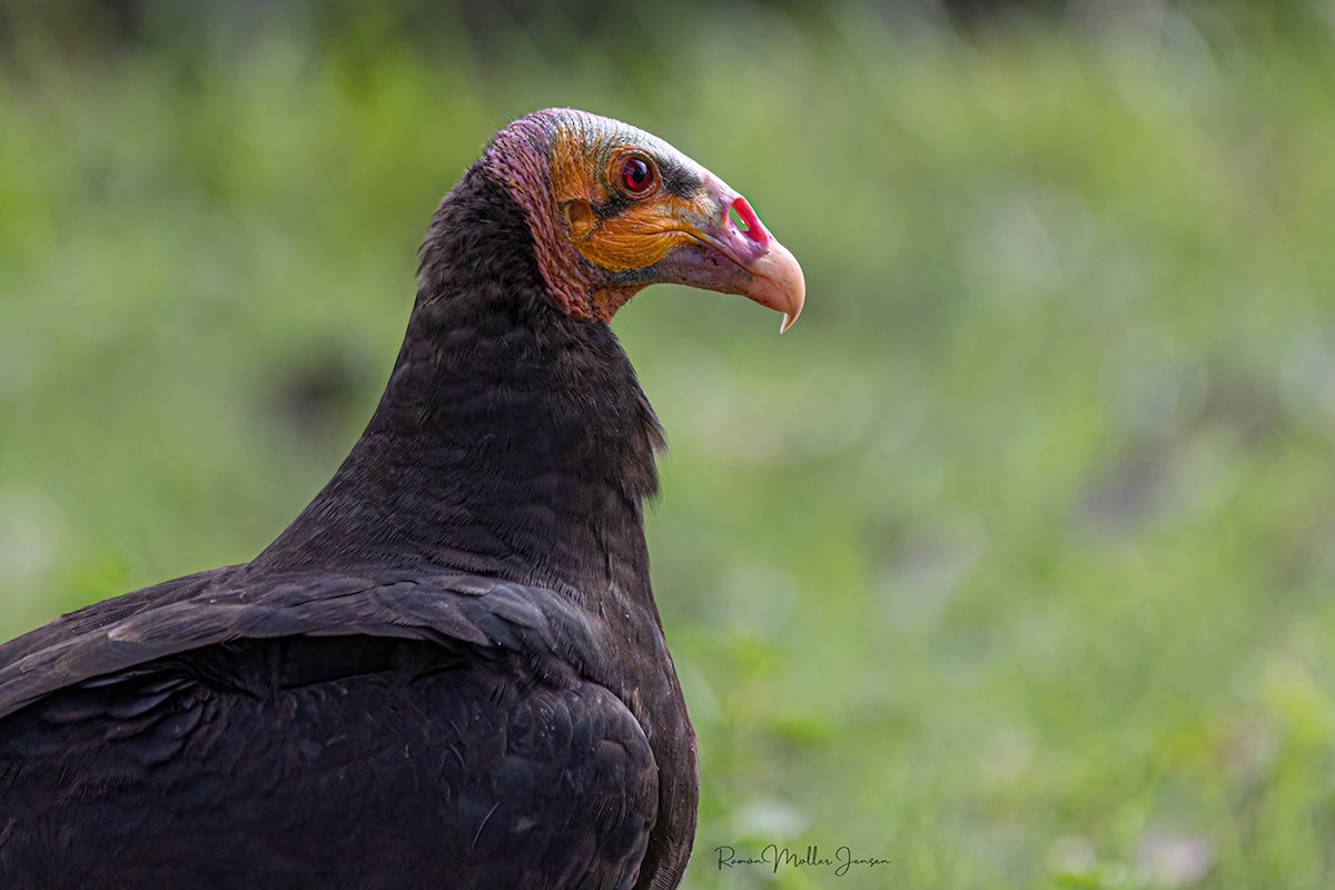 Greater Yellow-headed Vulture - ML606805071