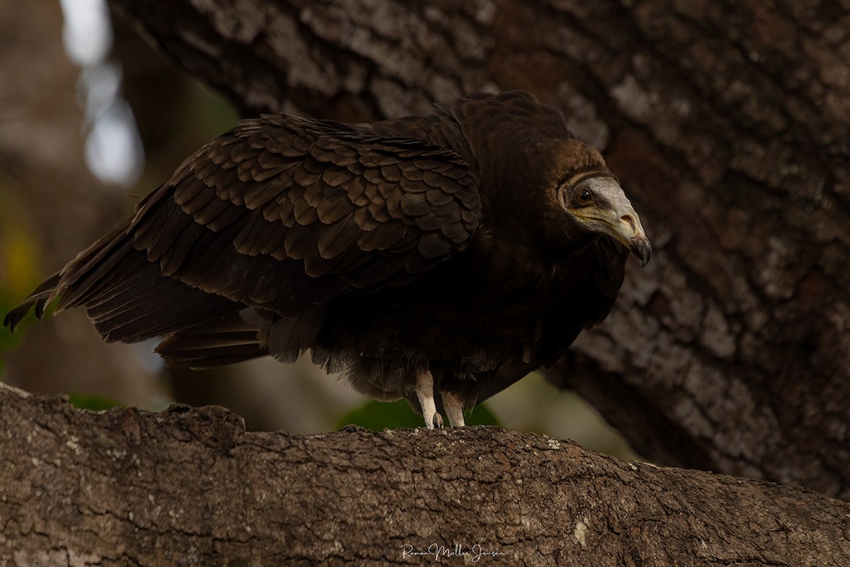 Greater Yellow-headed Vulture - ML606805081