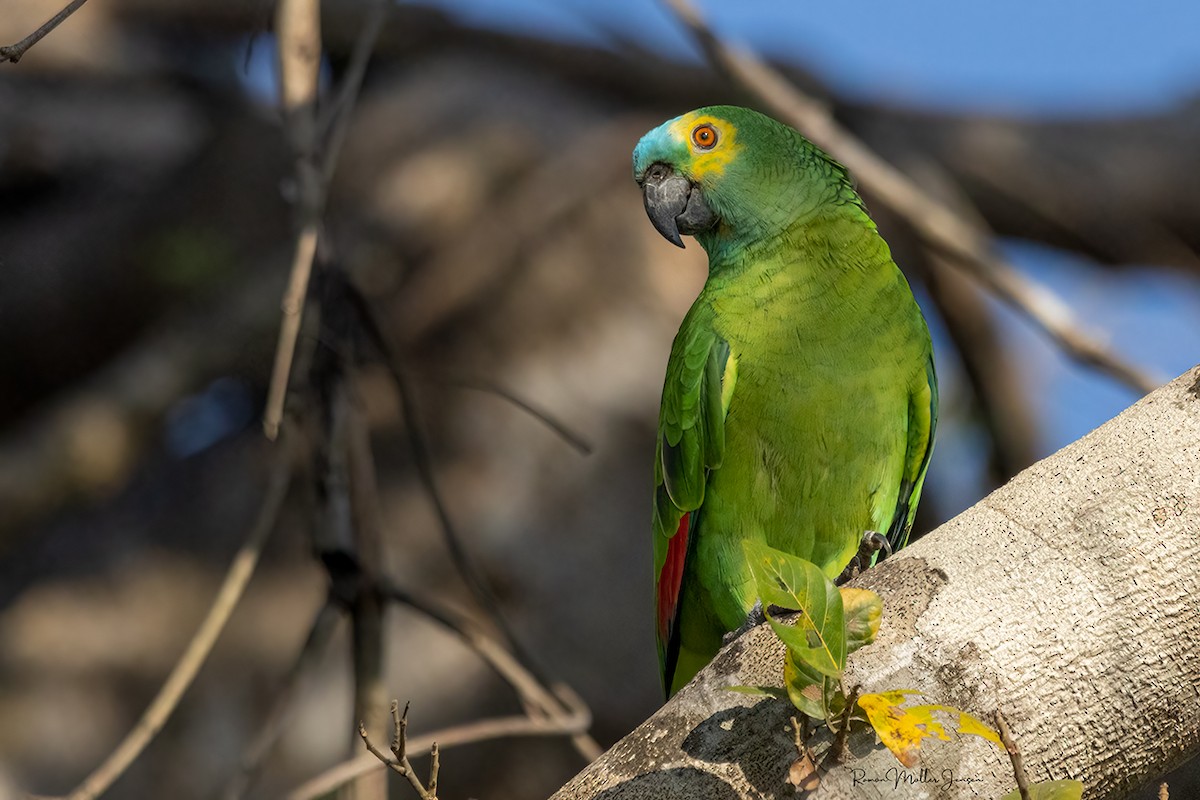 Turquoise-fronted Parrot - ML606805331