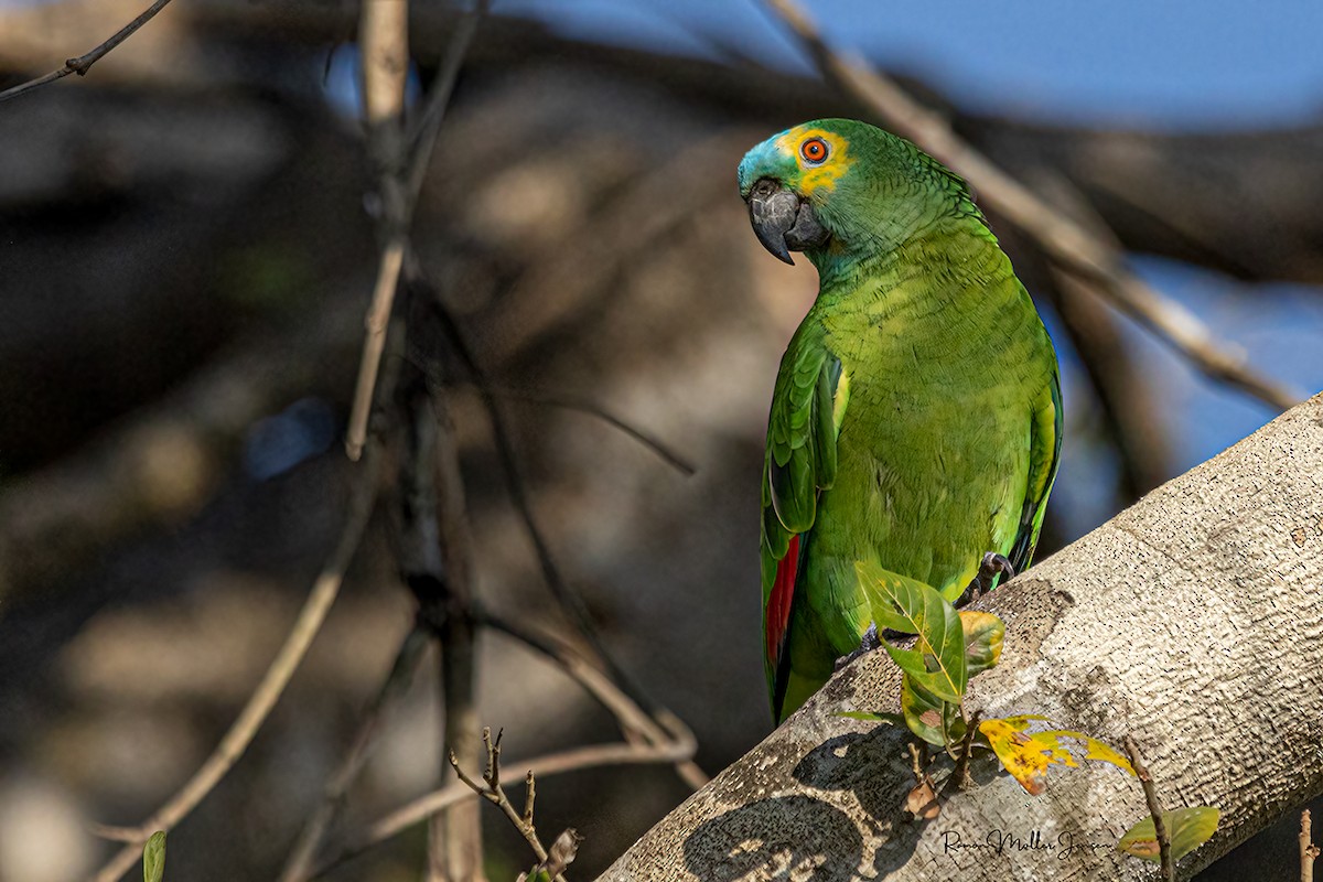 Turquoise-fronted Parrot - ML606805341
