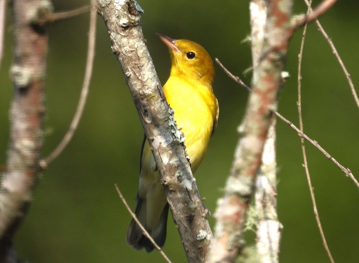 Prothonotary Warbler - ML606805571