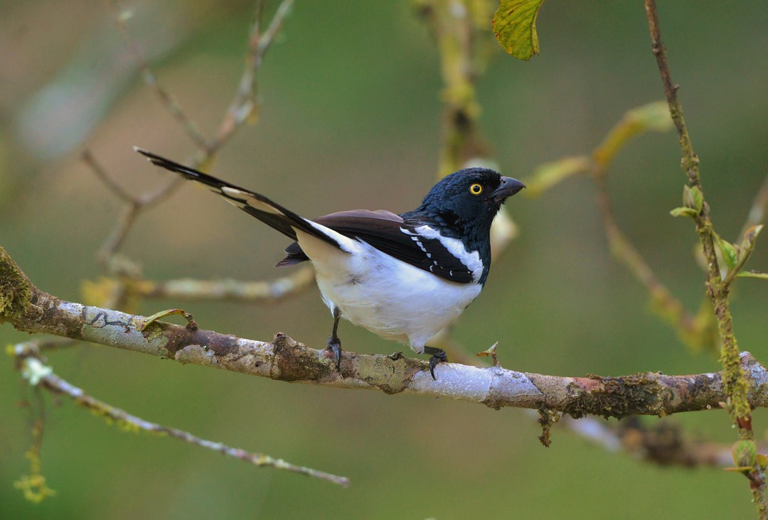 Magpie Tanager - ML606806181