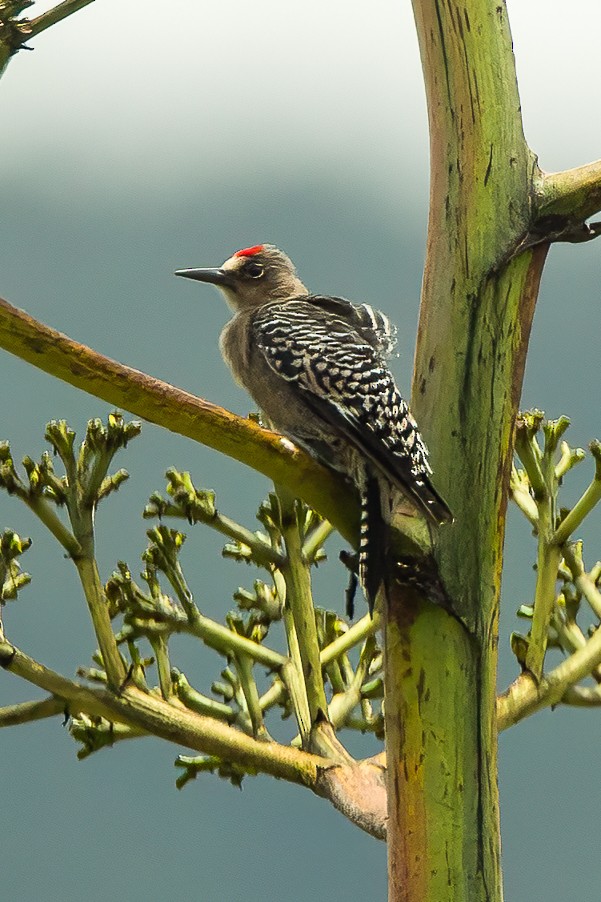 Gray-breasted Woodpecker - ML606809061