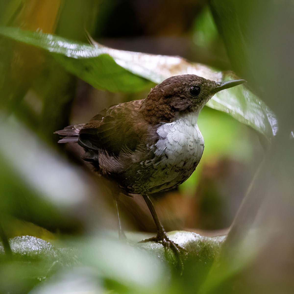 Scaly-breasted Wren - ML606809571