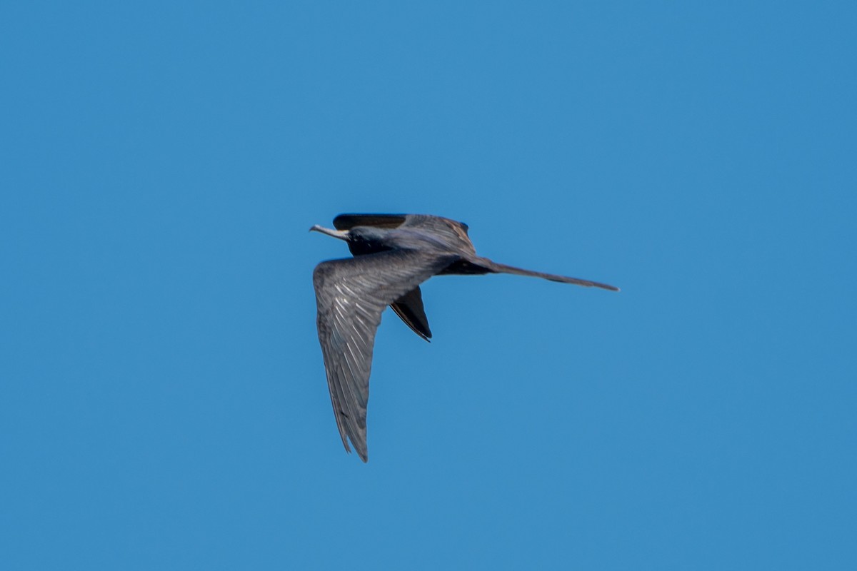 Lesser Frigatebird - ML606813931
