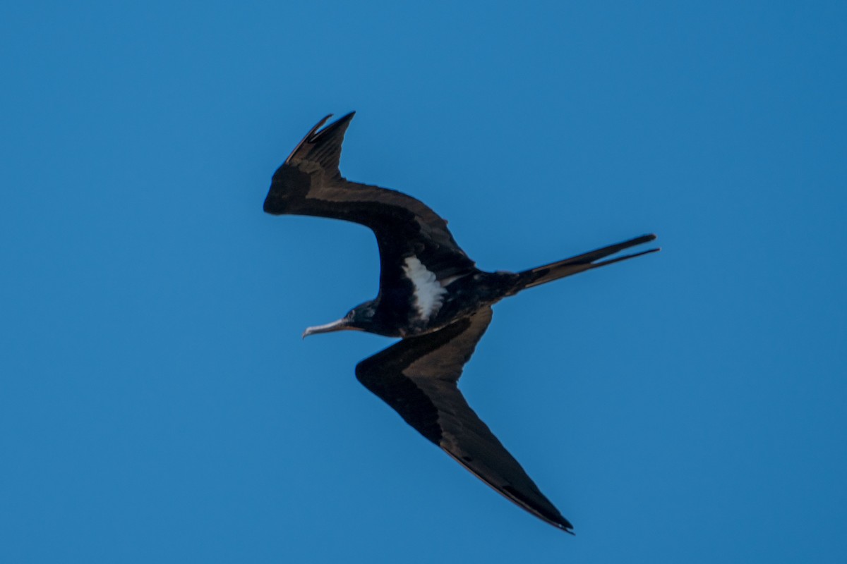 Lesser Frigatebird - ML606813951