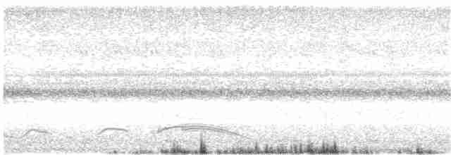 Pauraquenachtschwalbe - ML60681501