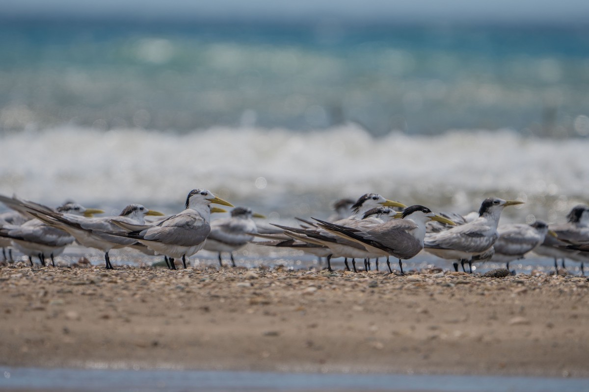 Great Crested Tern - ML606815191