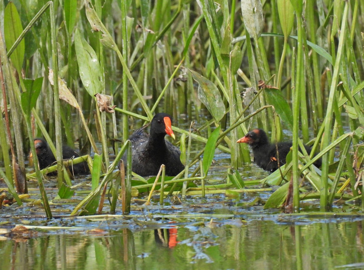 eBird Checklist 23 Aug 2023 Commune de la BaieduFebvre 6 species