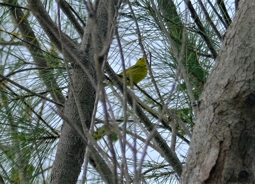 Yellow Warbler - ML606818961