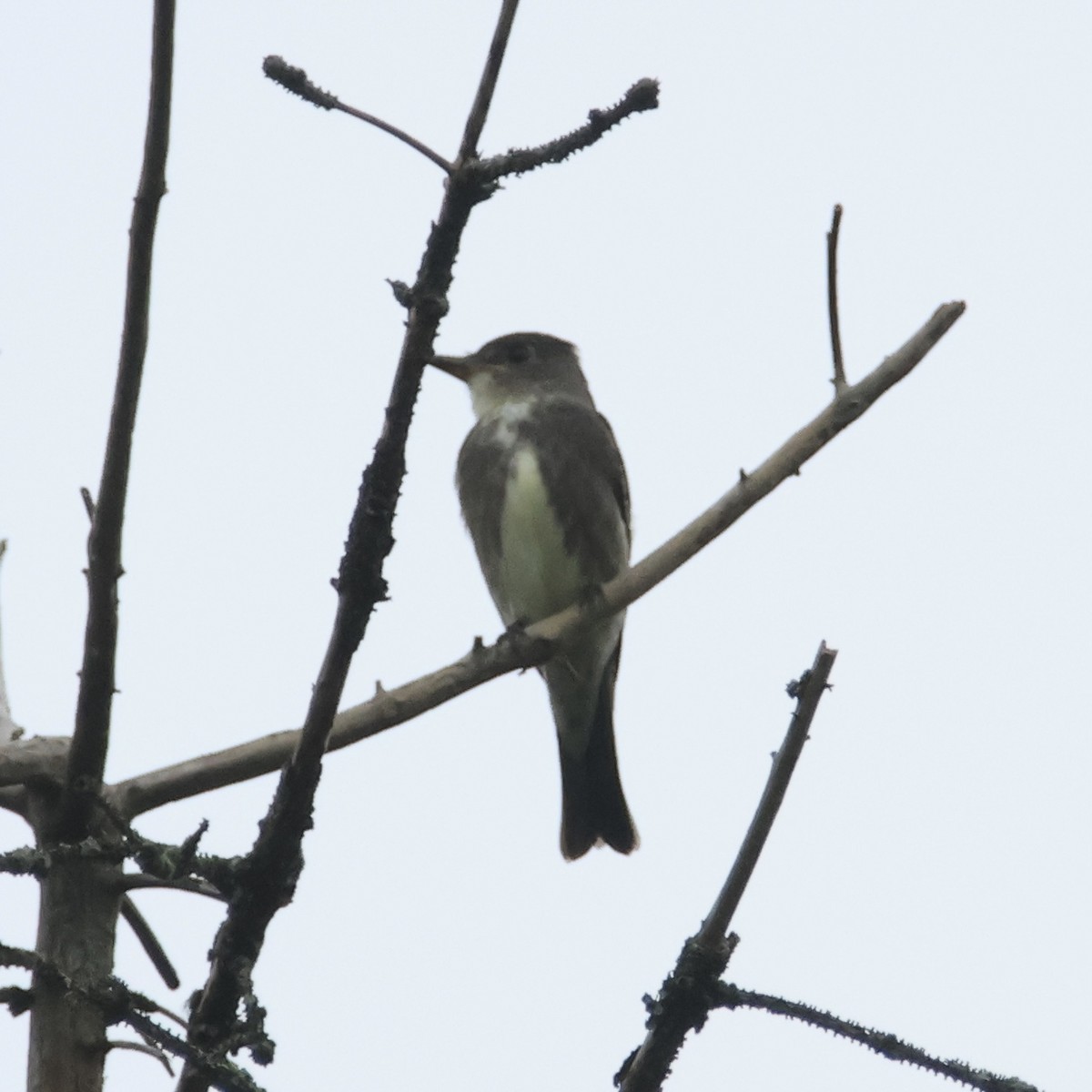 ebird-checklist-25-aug-2023-hartwood-acres-park-saxonburg-blvd