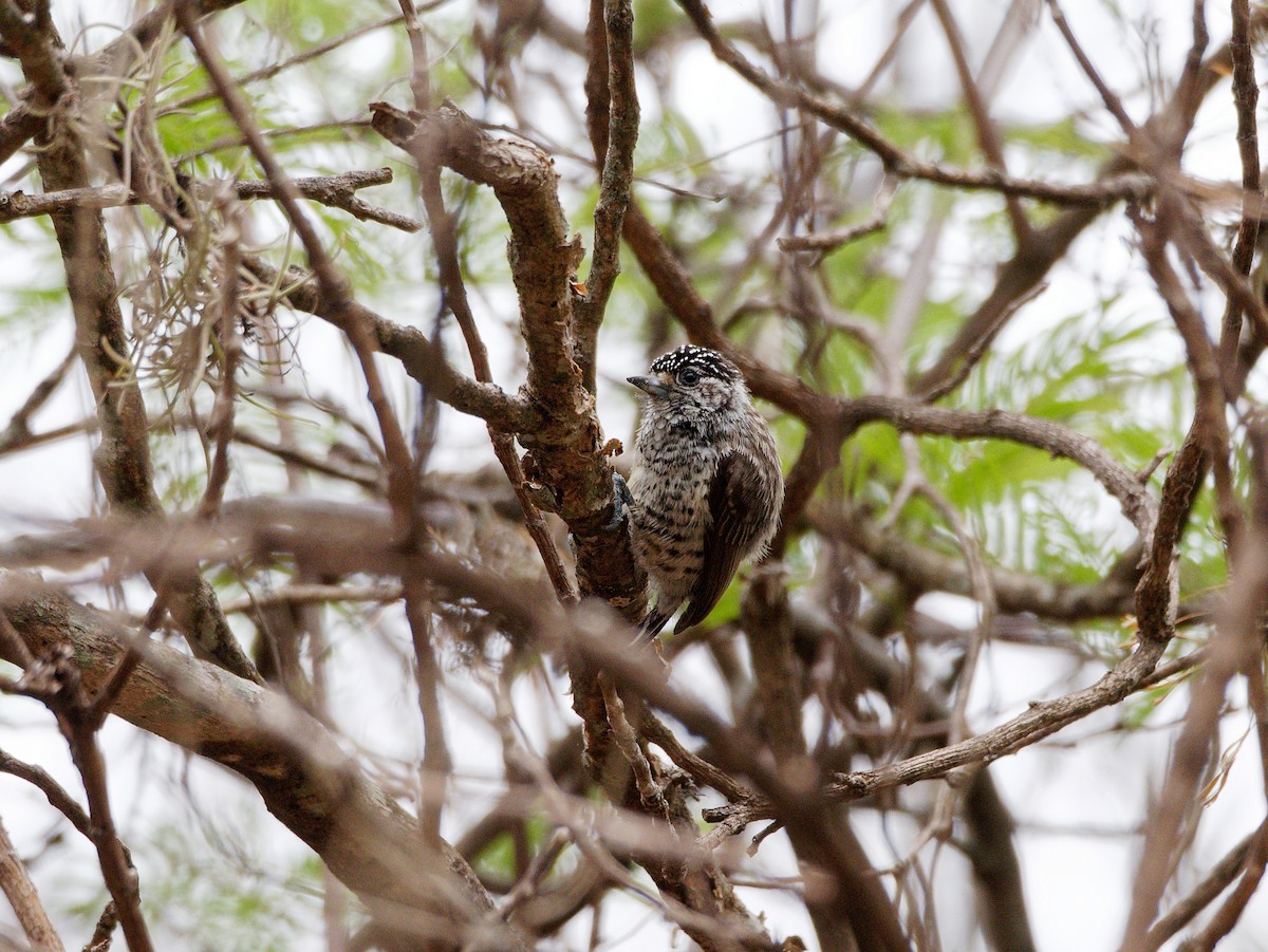 White-barred Piculet - ML606820201