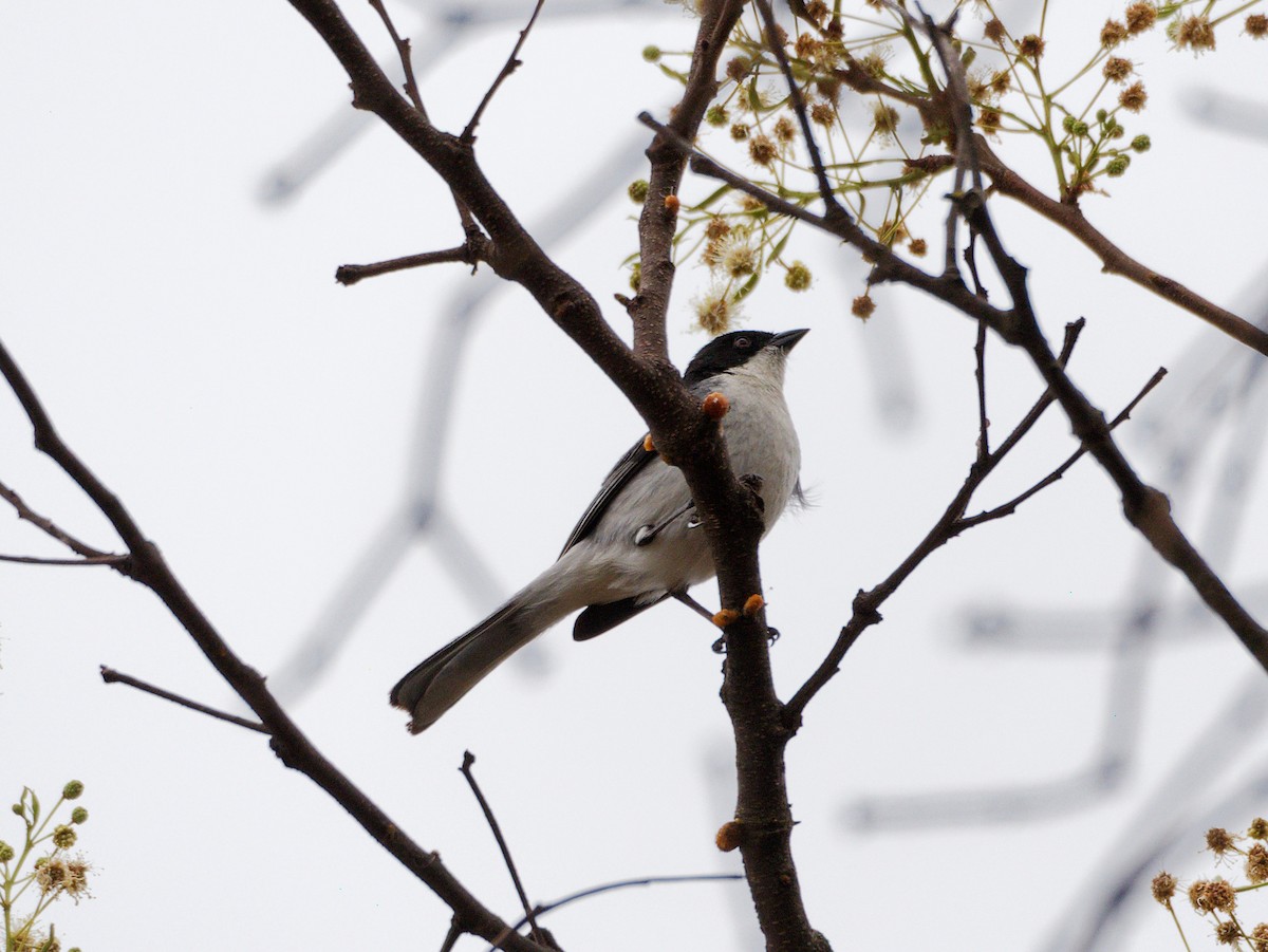 Black-capped Warbling Finch - ML606820571