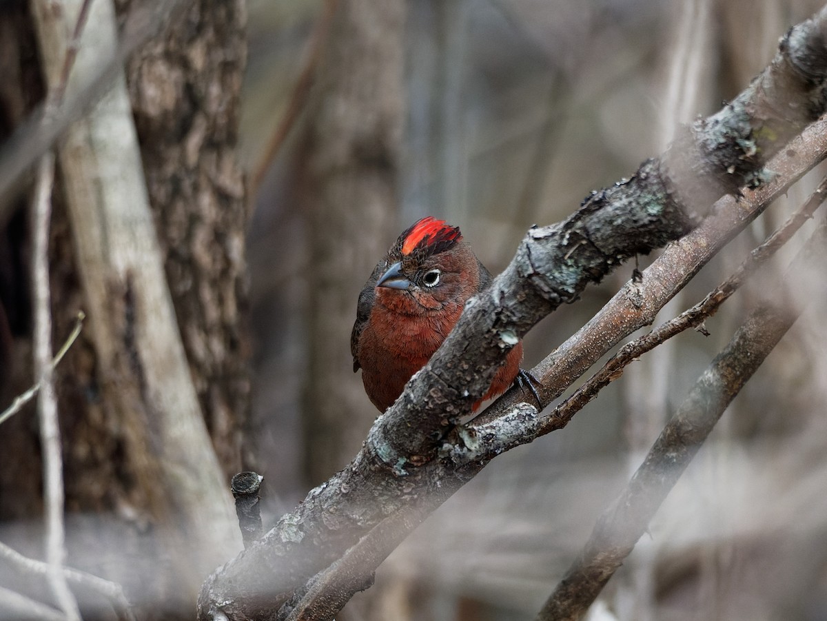 Red-crested Finch - ML606820741