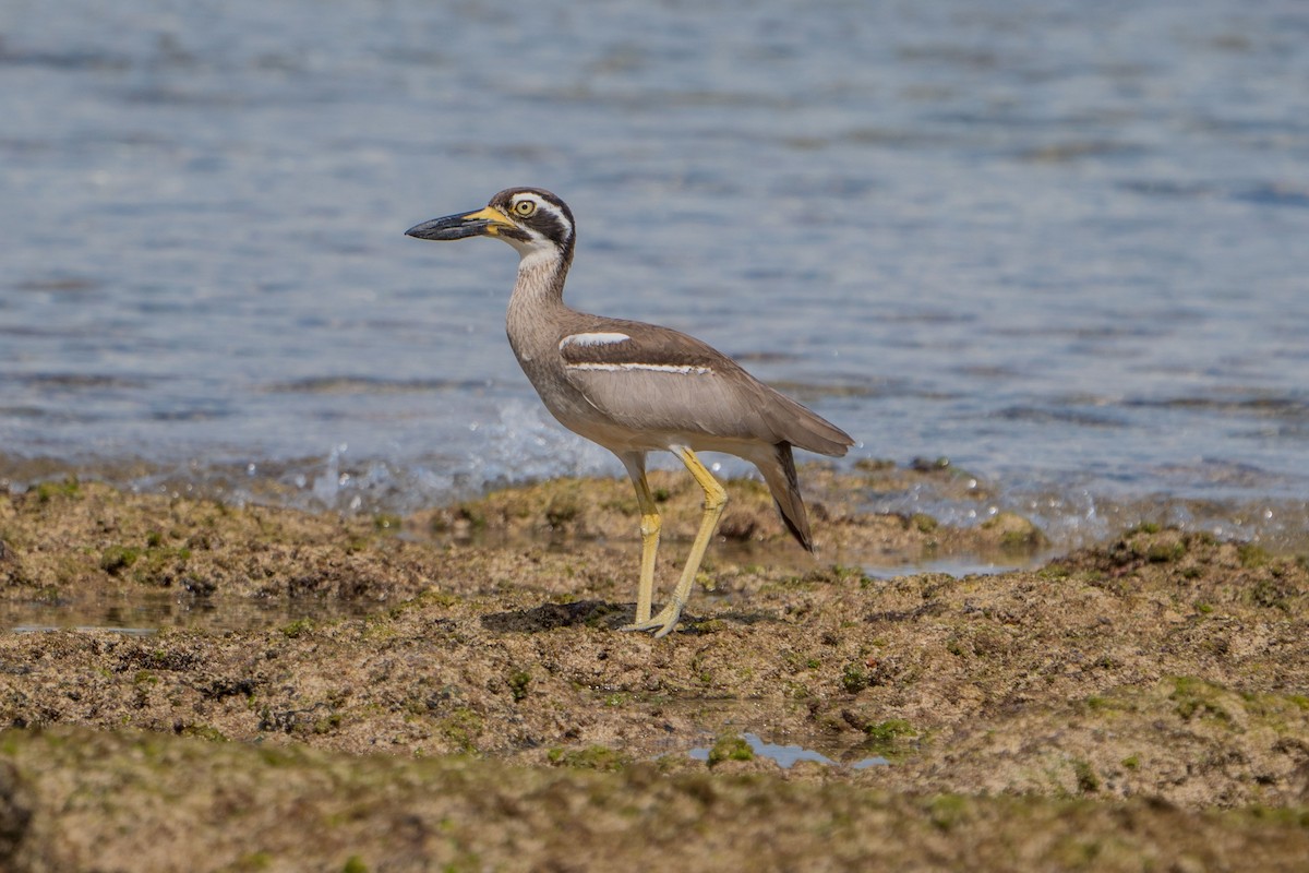 Beach Thick-knee - Jafet Potenzo Lopes
