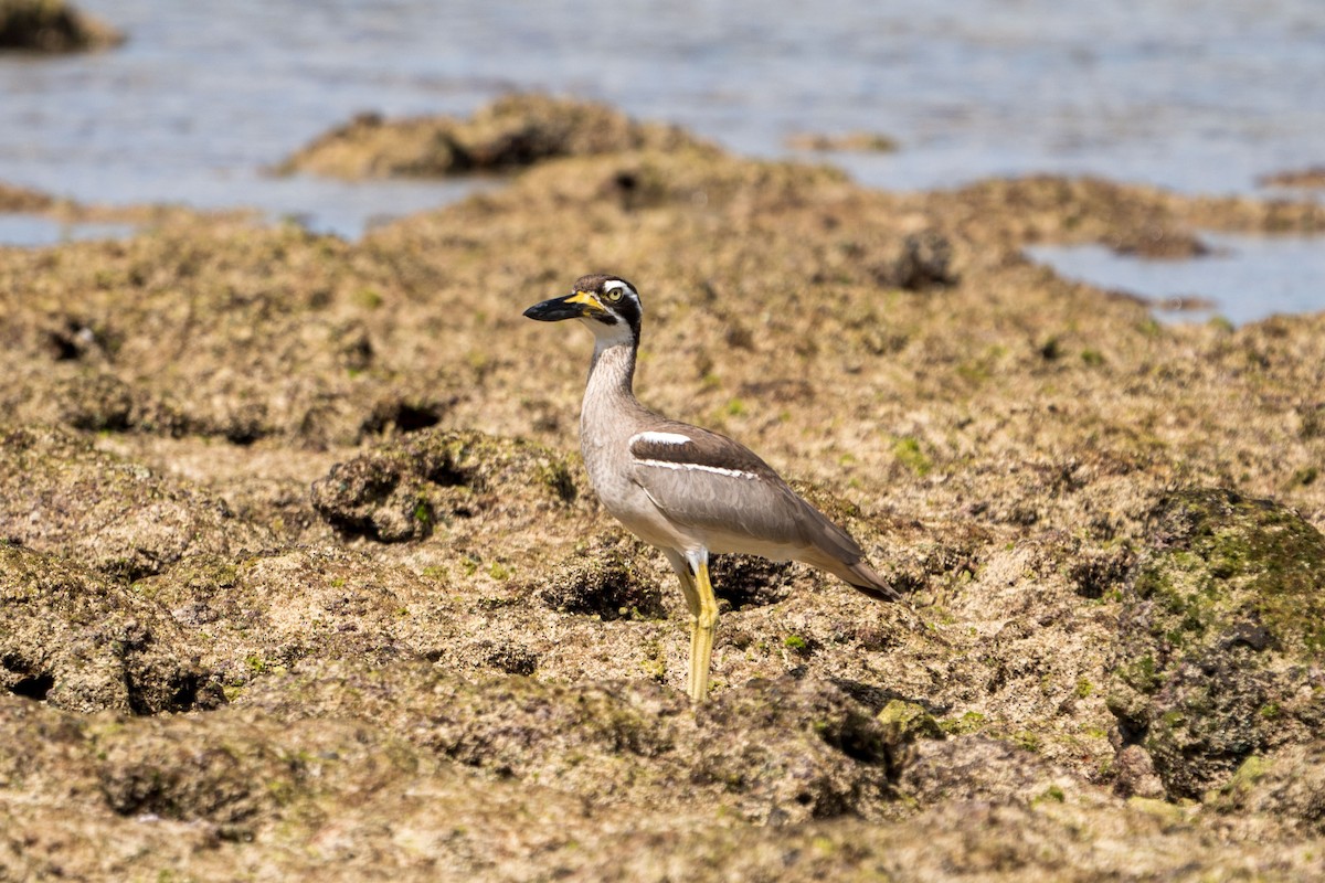 Beach Thick-knee - Jafet Potenzo Lopes