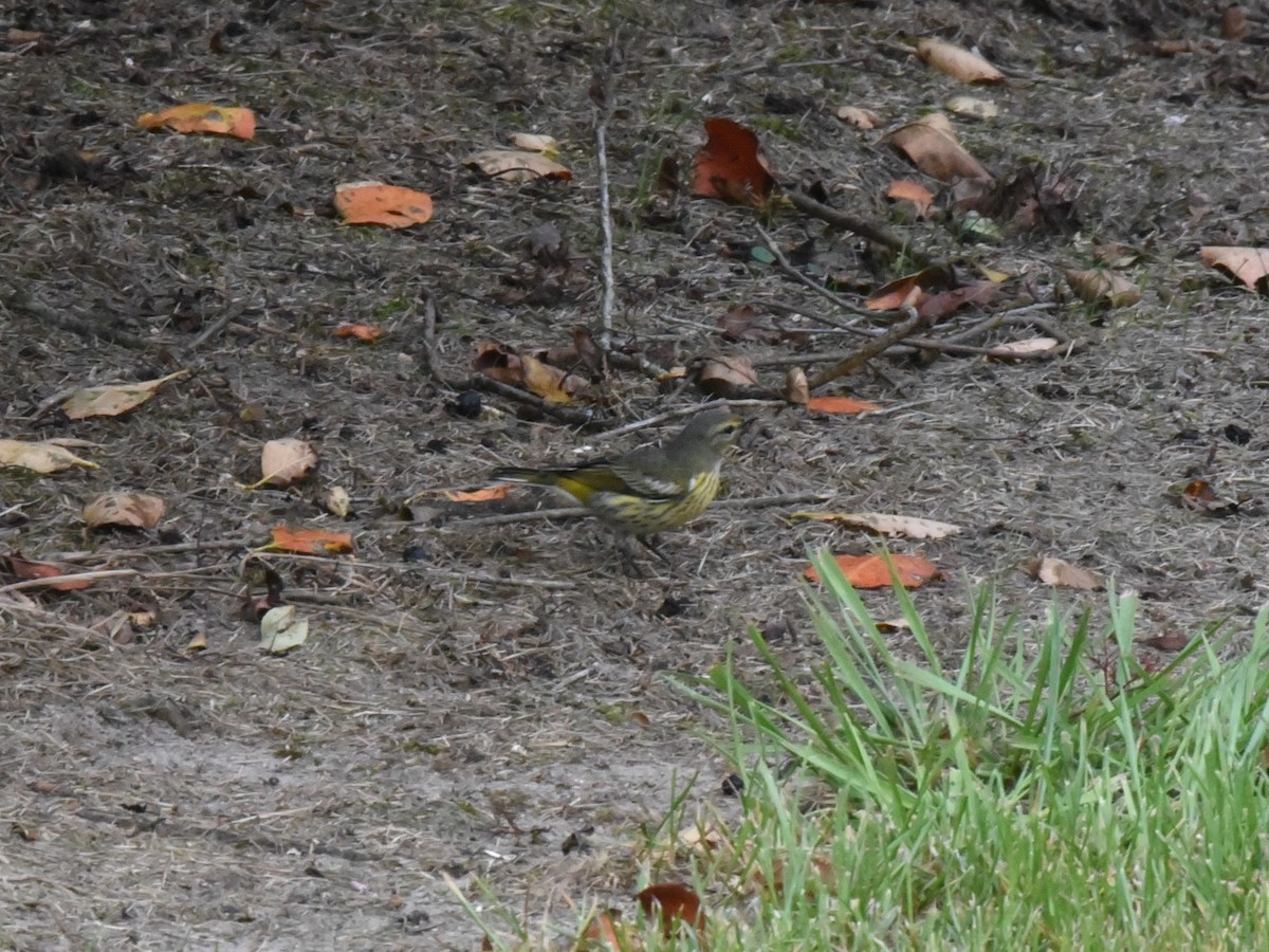 EBird Checklist 25 Aug 2023 Home 18 Species