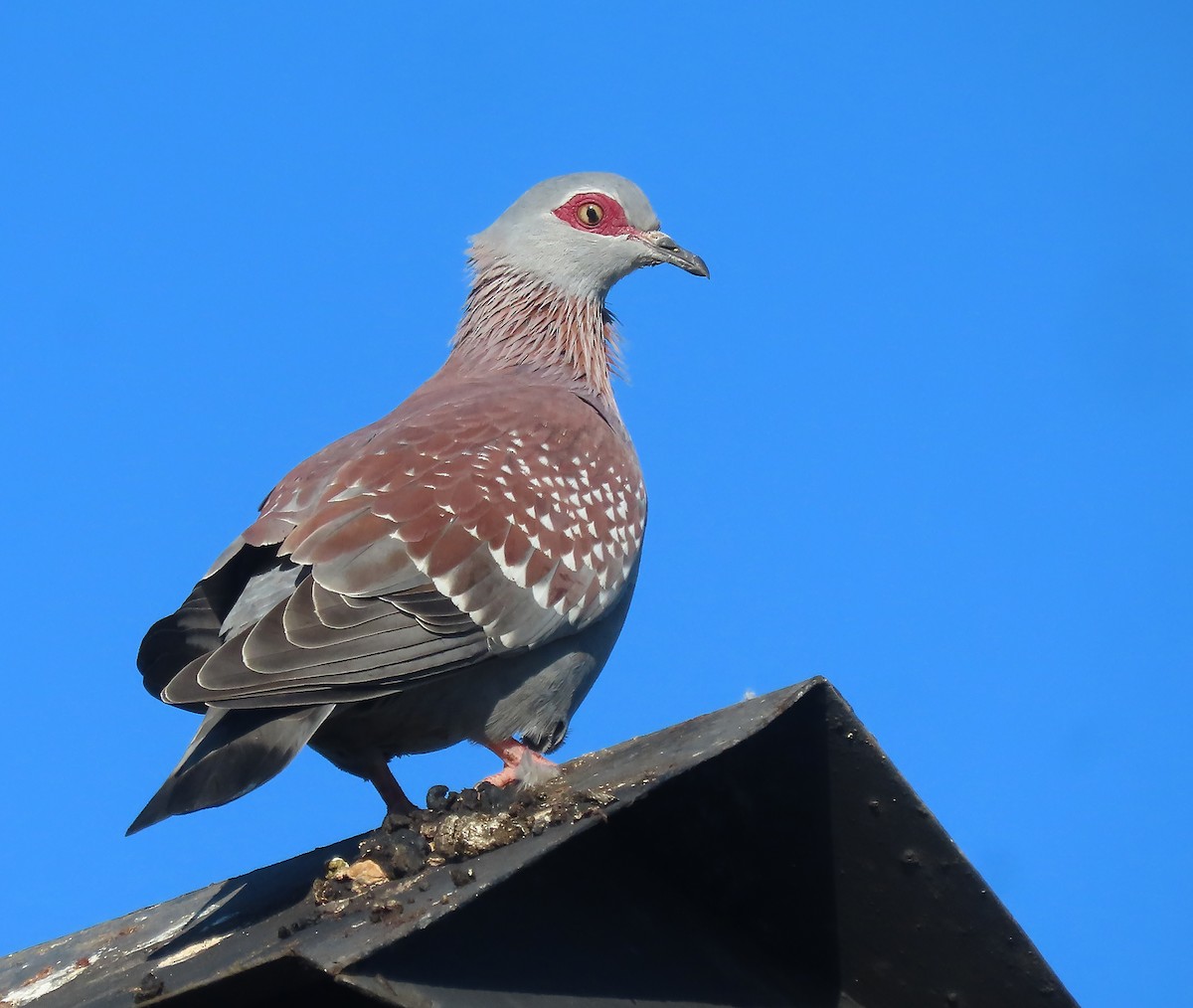 Speckled Pigeon - ML606824581