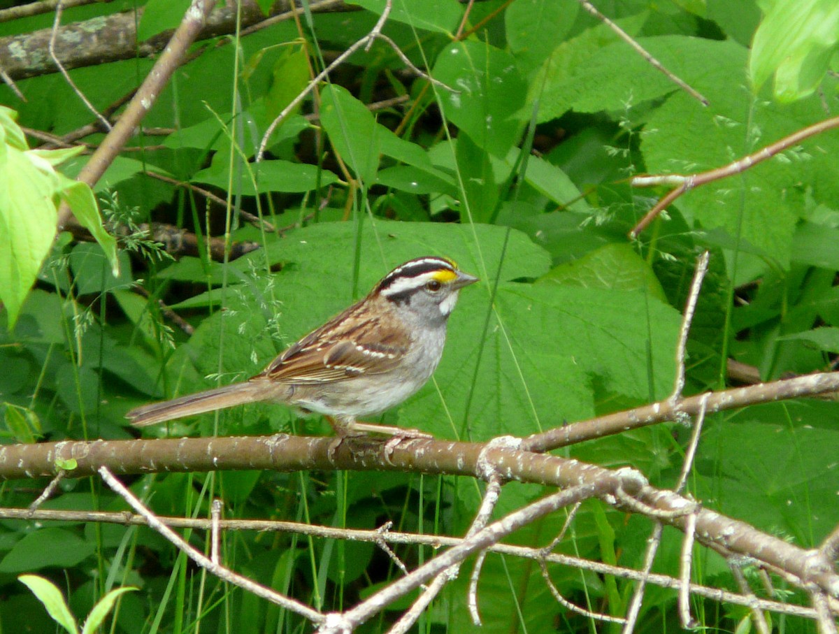 White-throated Sparrow - Douglas Leighton