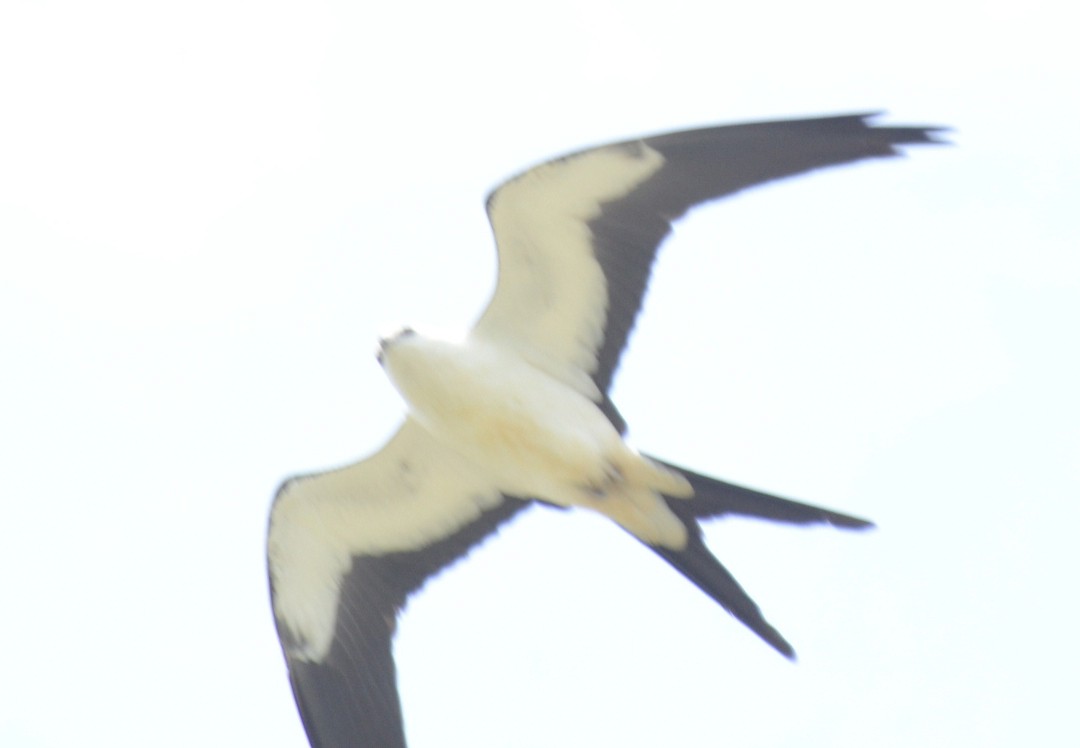 Swallow-tailed Kite - ML606827971