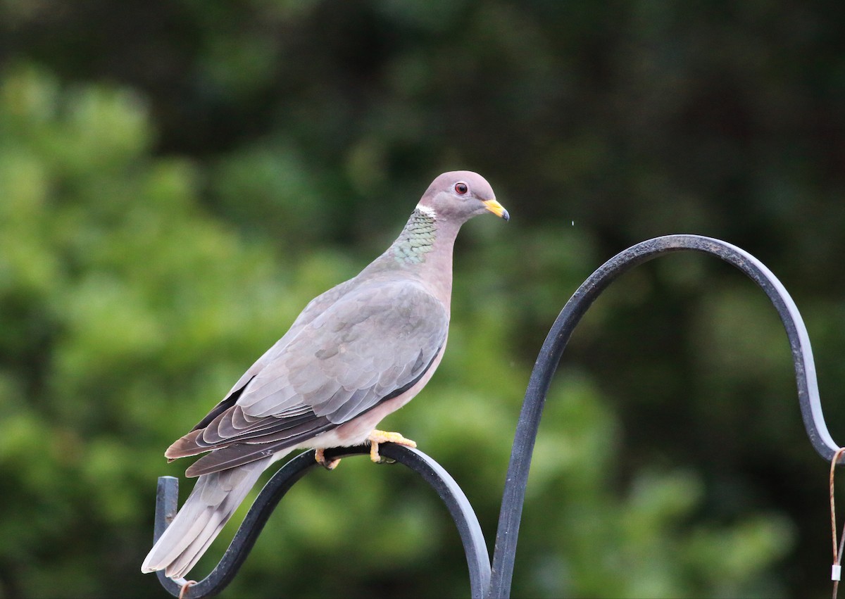 Band-tailed Pigeon - ML60683021