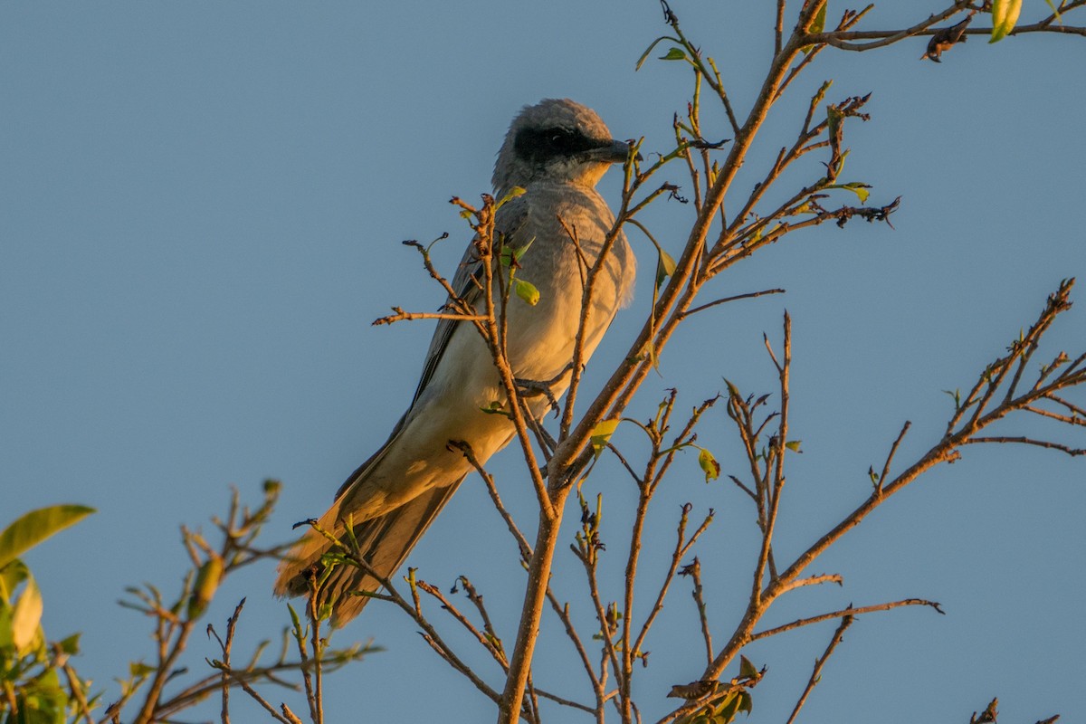Black-faced Woodswallow - Jafet Potenzo Lopes