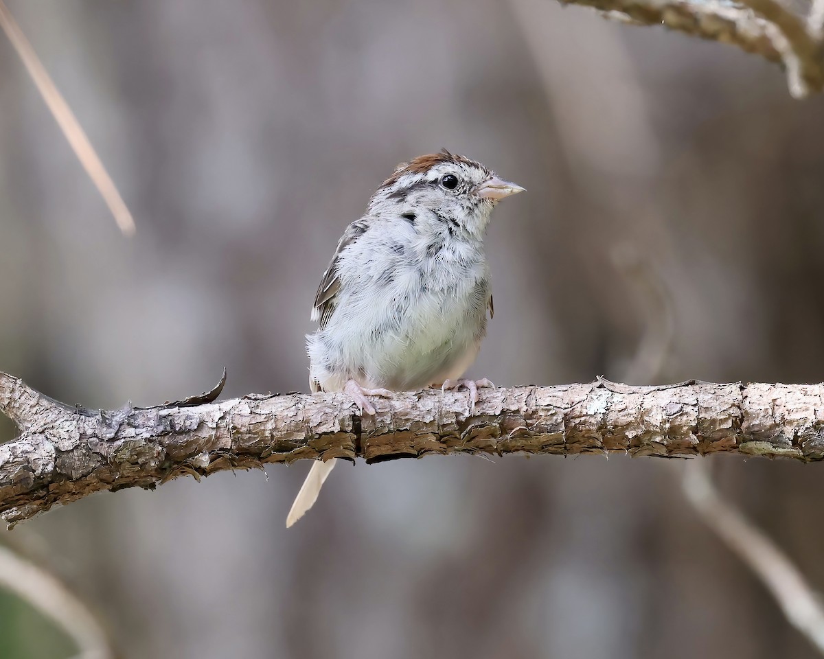 Chipping Sparrow - ML606830721