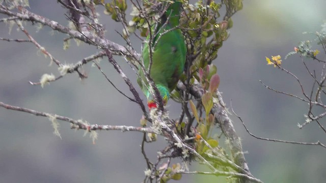 Red-faced Parrot - ML606831321